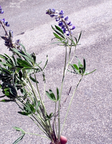 lupine, Wyeth